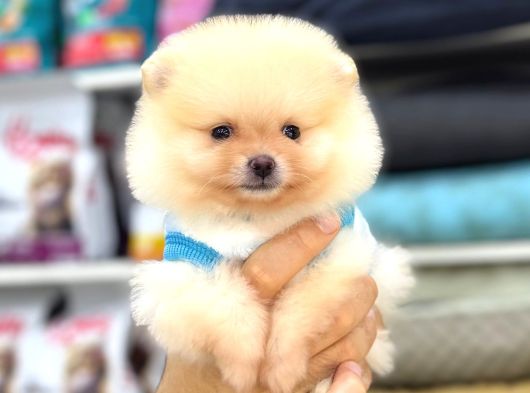 Sevimli Pomeranian Yavrular görsel