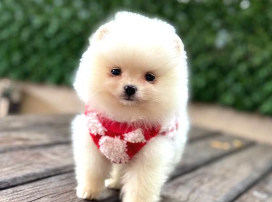Teddy Bear Yavrular görsel