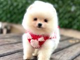 Teddy Bear Yavrular