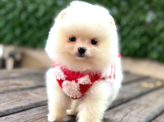 Teddy Bear Yavrular görsel