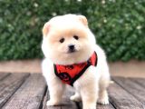 A Kalite Pomeranian Boo