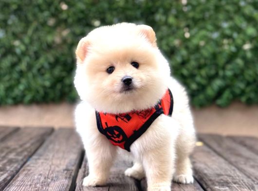 A Kalite Pomeranian Boo