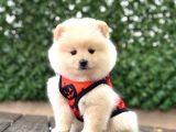 A Kalite Pomeranian Boo