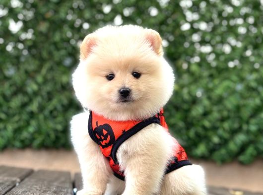 A Kalite Pomeranian Boo görsel