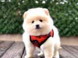 A Kalite Pomeranian Boo