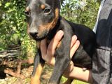 A kalite Doberman Yavrular 3 erkek 2 dişi