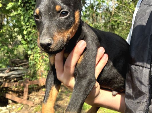 A Kalite Doberman Yavrular 3 Erkek 2 Dişi