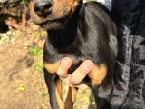 A Kalite Doberman Yavrular 3 Erkek 2 Dişi