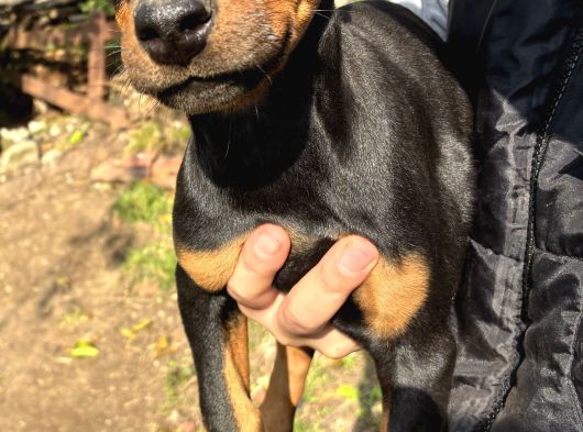 A Kalite Doberman Yavrular 3 Erkek 2 Dişi görsel