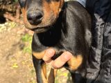 A Kalite Doberman Yavrular 3 Erkek 2 Dişi