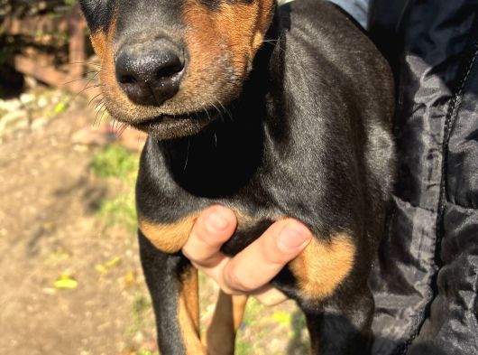 A Kalite Doberman Yavrular 3 Erkek 2 Dişi görsel