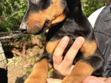 A Kalite Doberman Yavrular 3 Erkek 2 Dişi