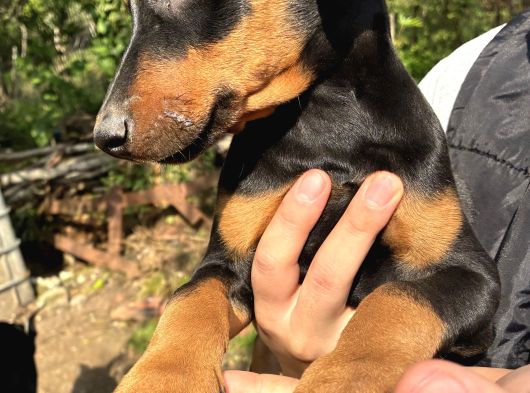 A Kalite Doberman Yavrular 3 Erkek 2 Dişi görsel