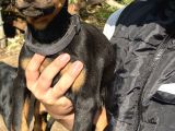 A Kalite Doberman Yavrular 3 Erkek 2 Dişi