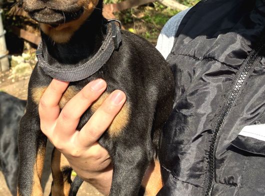 A Kalite Doberman Yavrular 3 Erkek 2 Dişi görsel