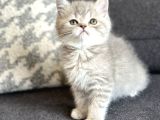 Bi̇blo Ayi Surat Bri̇ti̇sh Shorthai̇r Safkan Bebekler
