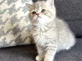 Bi̇blo Ayi Surat Bri̇ti̇sh Shorthai̇r Safkan Bebekler