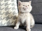 Bi̇blo Ayi Surat Bri̇ti̇sh Shorthai̇r Safkan Bebekler