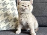 BİBLO AYI SURAT BRİTİSH SHORTHAİR SAFKAN BEBEKLER