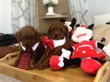 Evdoğumu Poodle Bebişlerimiz