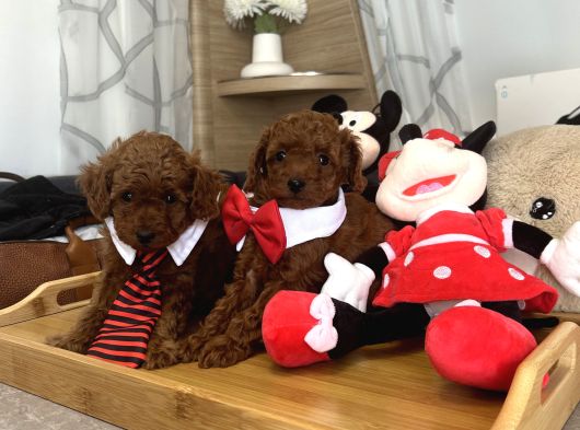 Evdoğumu Poodle Bebişlerimiz görsel
