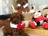 Evdoğumu poodle bebişlerimiz