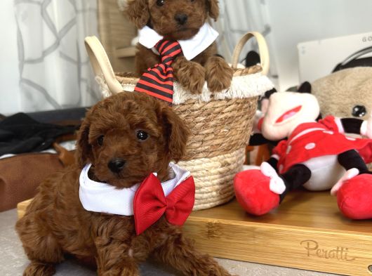 Evdoğumu Poodle Bebişlerimiz