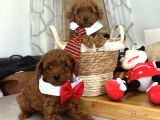 Evdoğumu Poodle Bebişlerimiz