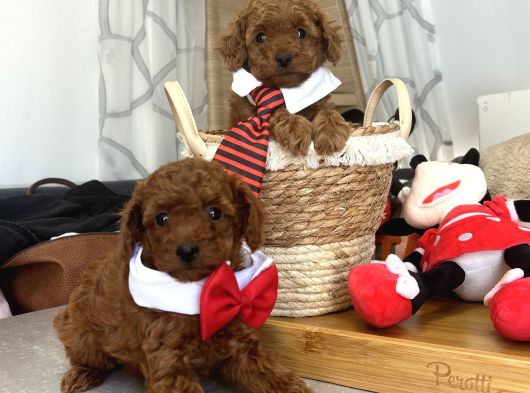 Evdoğumu Poodle Bebişlerimiz görsel