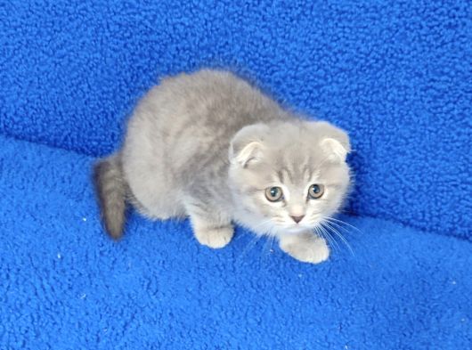 Yeni̇ Yuvasina Gi̇tmeye Hazir Scotti̇sh Fold görsel
