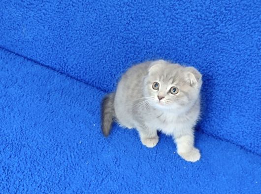 Yeni̇ Yuvasina Gi̇tmeye Hazir Scotti̇sh Fold görsel