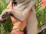Basık Surat Prenses