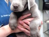 Nadi̇r Blue Labrador En Özel Renk Seçeneği̇