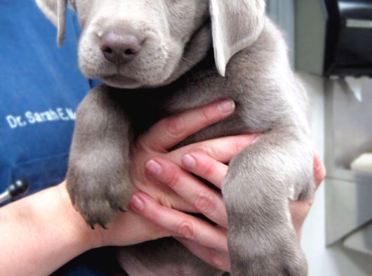 Nadi̇r Blue Labrador En Özel Renk Seçeneği̇ görsel