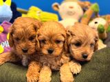 IRK GARANTİLİ TEACUP MALTİPOO YAVRULARIMIZ