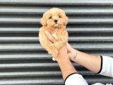 Kore Malti̇poo Bebekleri̇mi̇z Tesli̇me Hazir