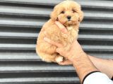 Kore Malti̇poo Bebekleri̇mi̇z Tesli̇me Hazir