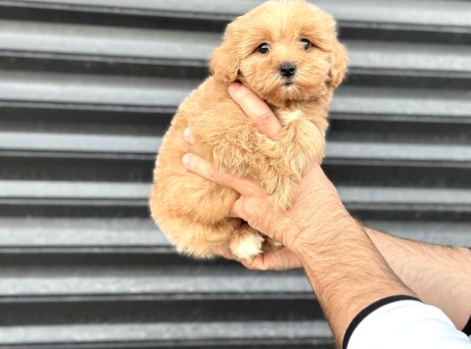 Kore Malti̇poo Bebekleri̇mi̇z Tesli̇me Hazir görsel