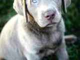 Nadi̇r Blue Labrador En Özel Renk Seçeneği̇