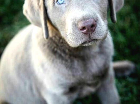 Nadi̇r Blue Labrador En Özel Renk Seçeneği̇ görsel