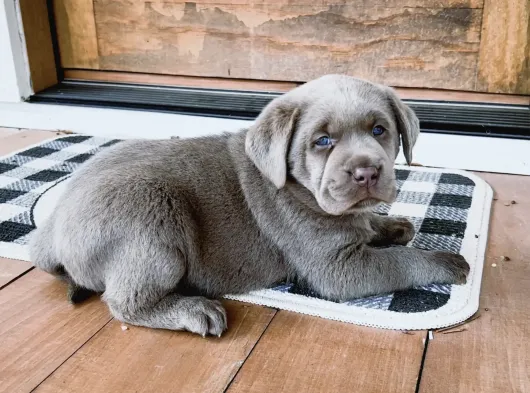 Nadi̇r Blue Labrador En Özel Renk Seçeneği̇