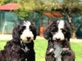 Bernedoodle Bebekler Çi̇ftli̇ği̇mi̇zden Her Boy -Renk
