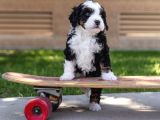 BERNEDOODLE BEBEKLER ÇİFTLİĞİMİZDEN HER BOY -RENK