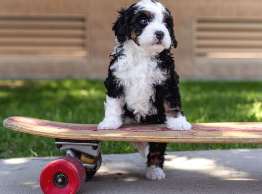 Bernedoodle Bebekler Çi̇ftli̇ği̇mi̇zden Her Boy -Renk