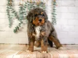 Bernedoodle Bebekler Çi̇ftli̇ği̇mi̇zden Her Boy -Renk