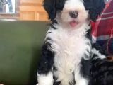 Bernedoodle Bebekler Çi̇ftli̇ği̇mi̇zden Her Boy -Renk