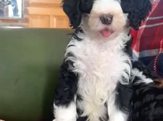 Bernedoodle Bebekler Çi̇ftli̇ği̇mi̇zden Her Boy -Renk görsel