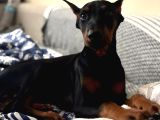 Irkinin En İyi̇si̇ Ki̇ng Doberman Albay