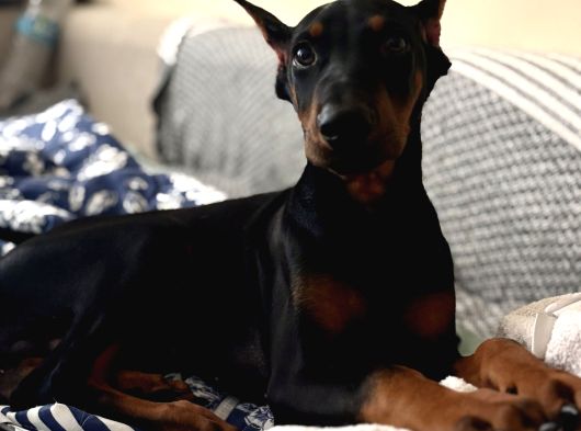 Irkinin En İyi̇si̇ Ki̇ng Doberman Albay görsel