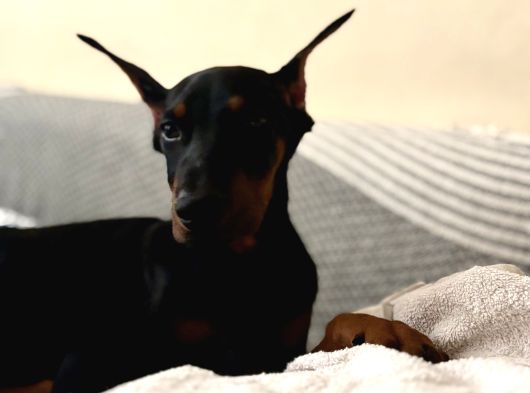 Irkinin En İyi̇si̇ Ki̇ng Doberman Albay görsel